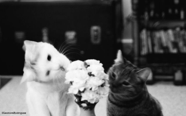 day-166-the-girls-sniffing-flowers.jpg