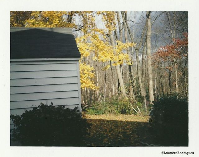 Day 314 - Garage and tree