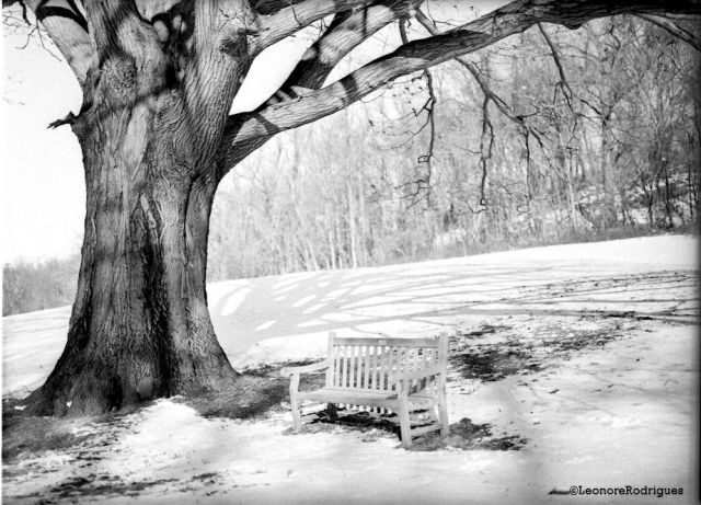 Tree and bench resized